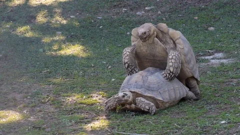 Giant tortoises mating looking left 動画素材 92637487