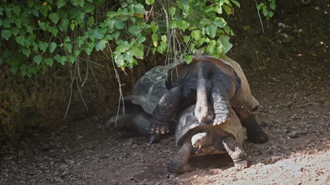 Giant Tortoises Mating Under Leafy Shade in Tanzania Stock Footage 340232392