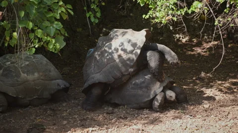 Giant Tortoises Mating Under Shade in Tanzania Wildlife Reserve Stock Footage 342339329