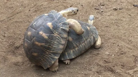 Giant tortoises in Mauritius Vídeo Stock 7756551