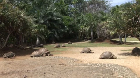 Giant tortoises in Mauritius Vídeo Stock 7756570