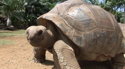 Giant tortoises in Mauritius Vídeo Stock 7756572