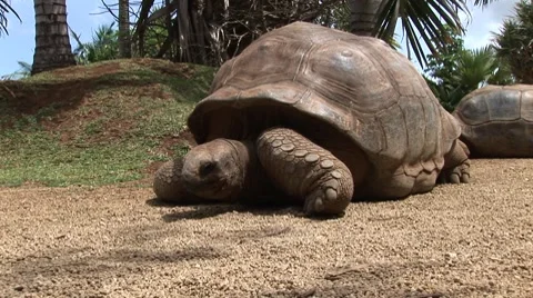 Giant tortoises in Mauritius Vídeo Stock 7756573