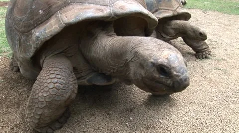 Giant tortoises in Mauritius Vídeo Stock 7756579