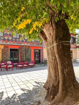 Giant tree against the backdrop of an authentic bar on a pedestrian street Stock Photos