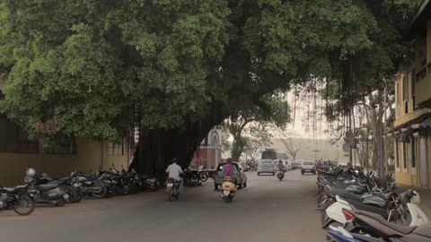 Giant tree and trafic Video stock 76594741