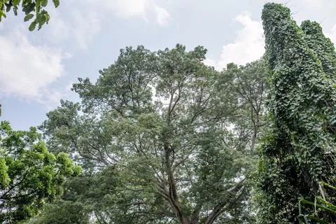 Giant Tree and Vine Column Under Blue Sky Stock Photos