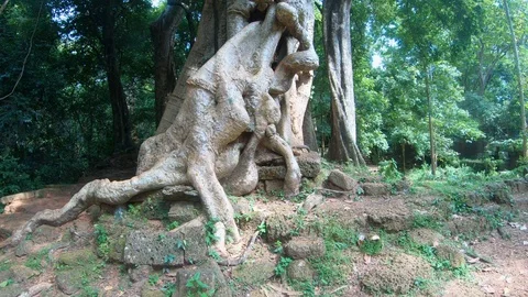 Giant tree at Angkor thom complex in Siem Reap, Cambodia Stock Footage 108160344
