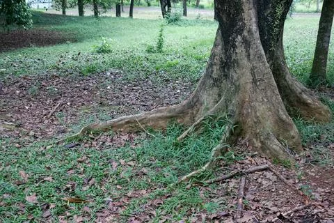 Giant tree base with sprawling roots on grassy ground.. Stock Photos