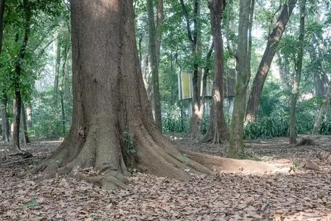 Giant Tree Base with Spreading Roots in Forest Stock Photos