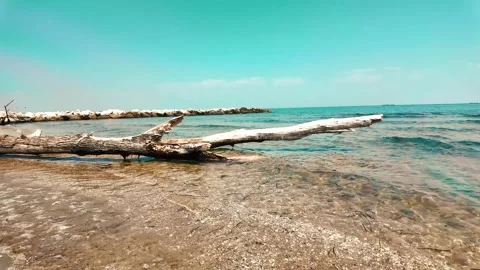 Giant tree on the beach Stock Footage 279147066