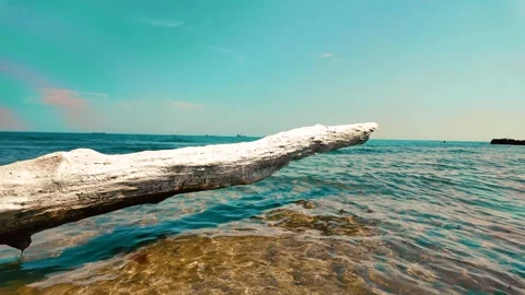 Giant tree on the beach, left-to-right movement Stock Footage 279147570