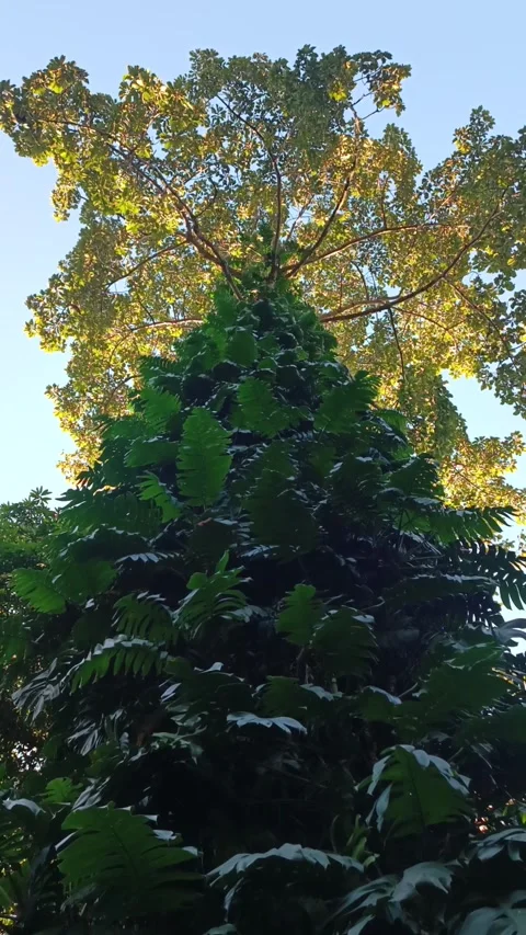 A giant tree, covered with Hedera helix, appear in a park in a metropolitan regi Stock Footage 327876463