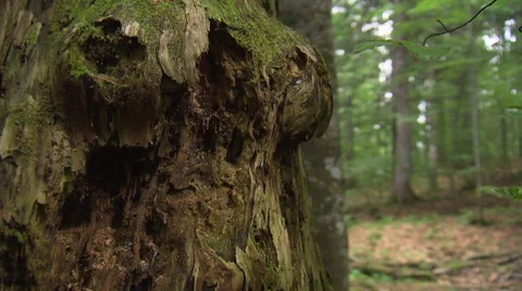 Giant tree in deep forest crane shot Video stock 59604671