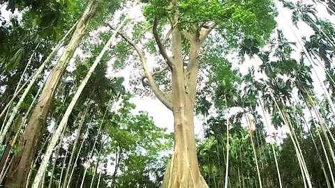Giant tree. Stock Footage 141989021