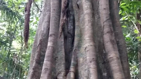 A Giant Tree Stock Footage 242600970