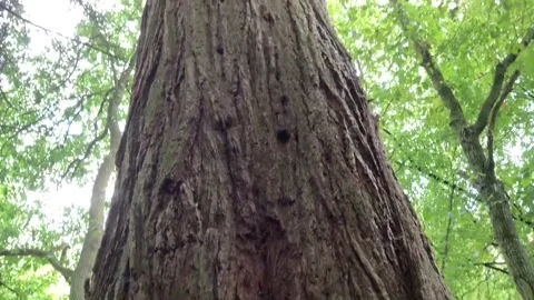 Giant tree at the forest (MamutBaum) Stock Footage 146327947