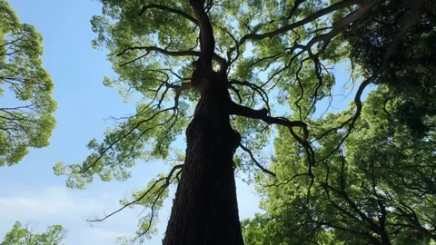 Giant tree in front of the first torii gate of Meiji Shrine, tilt shot, mid-M Stock Footage 329278716