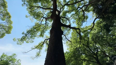 Giant tree in front of the first torii gate of Meiji Shrine, tilt shot, Har.. Stock Footage 329278743