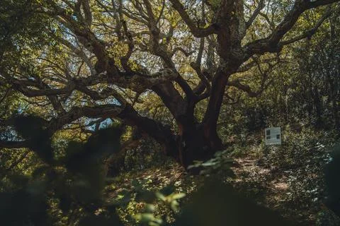 Giant tree in a green environment Stock Photos