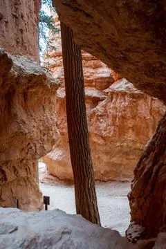 Giant Tree Growing at the Base of Wall Street 写真素材