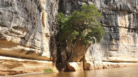 Giant Tree Growing Out Of Cliffside Cave, Tsingy de Bemaraha, Madagascar Stock Footage 122275805
