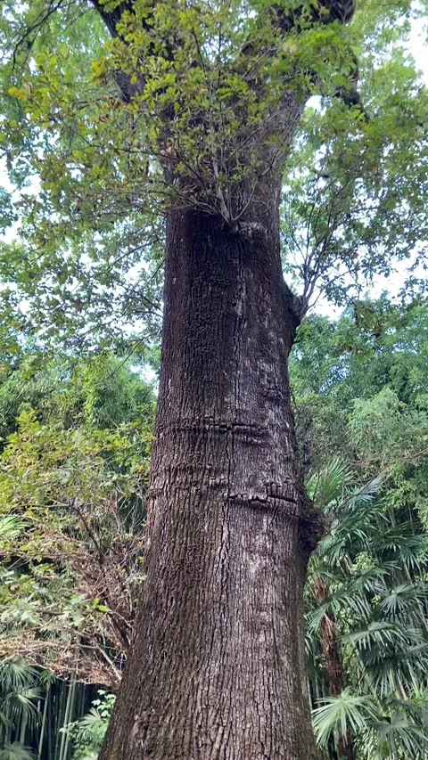 Giant tree in Les Cévennes Stock Footage 345361273