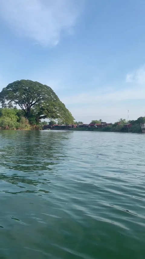 Giant tree on the Mekong river in Don Det island Видео 343157751