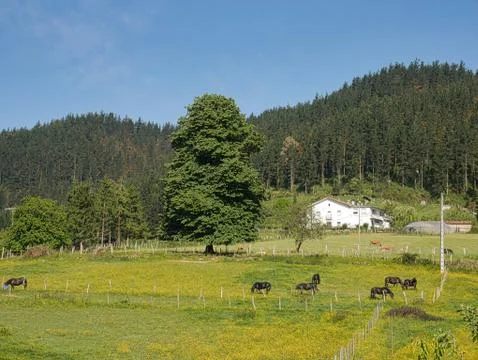 Giant tree in the middle of the field Stock Photos