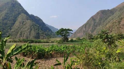 Giant tree in the middle of two mountains Vidéo 282473128