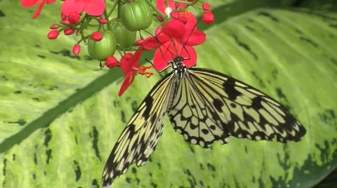 Giant Tree Nymph Butterfly Stock Footage 5165880