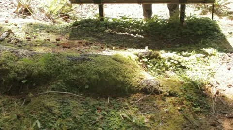 Giant Tree in Oregon Video stock 12117155