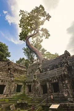 Giant tree over the stone construction of Ta Prohm Temple in Cambodia 库存照片