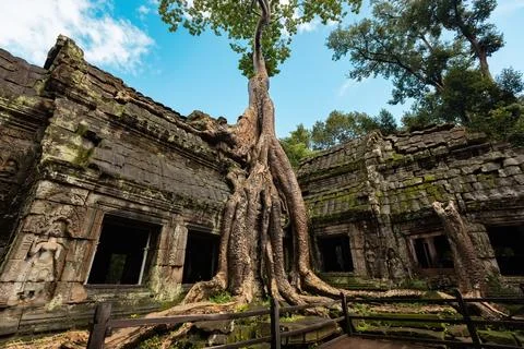 Giant tree over the stone construction of Ta Prohm Temple in Cambodia Stock-Fotos