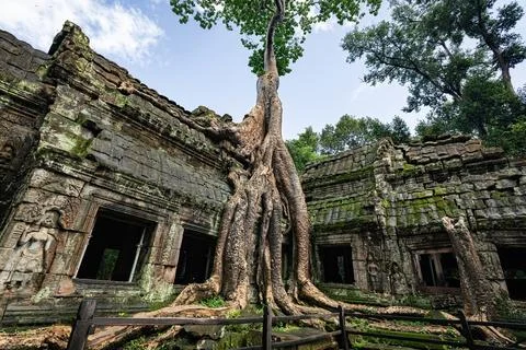Giant tree over the stone construction of Ta Prohm Temple in Cambodia 写真素材