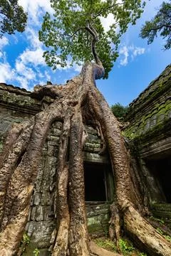 Giant tree over the stone construction of Ta Prohm Temple in Cambodia 库存照片