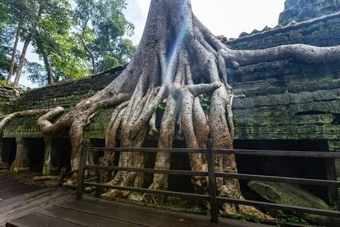 Giant tree over the stone construction of Ta Prohm Temple in Cambodia Фото
