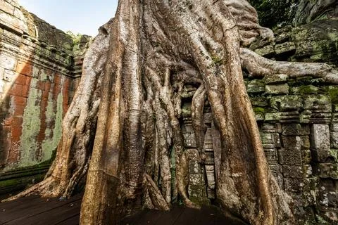 Giant tree over the stone construction of Ta Prohm Temple in Cambodia Stockfoto's