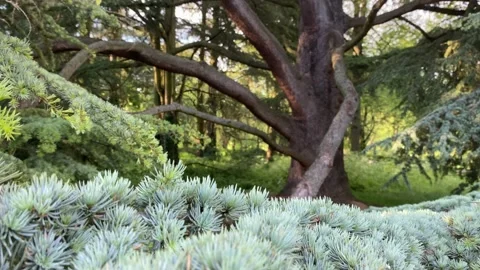 Giant tree in the park Stock Footage 172365535