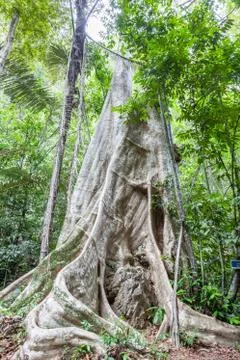Giant tree Stock Photos