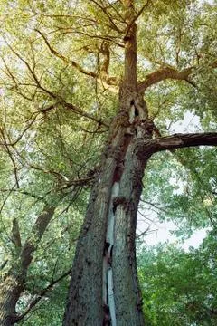 Giant tree Stock Photos