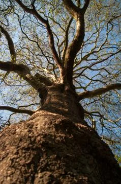 Giant Tree Stock Photos