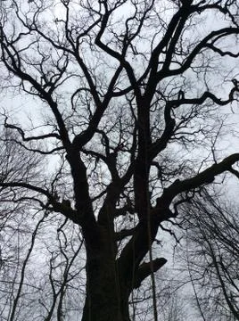 The Giant Tree Foto stock