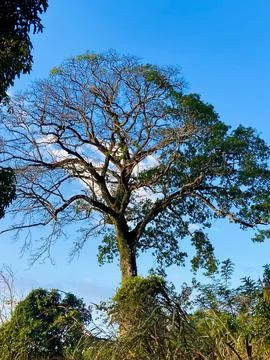 Giant tree Fotos de archivo