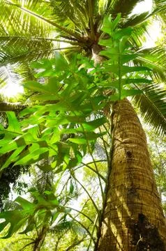 Giant tree in the rain forest. Stock Photos