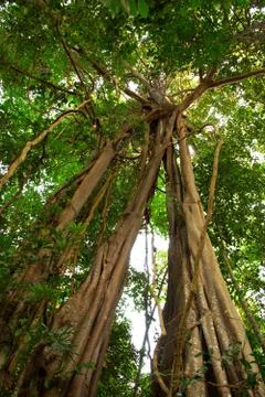 Giant tree in the rain forest. Stock Photos