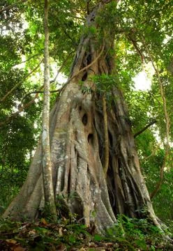 Giant tree in the rain forest. Stock Photos