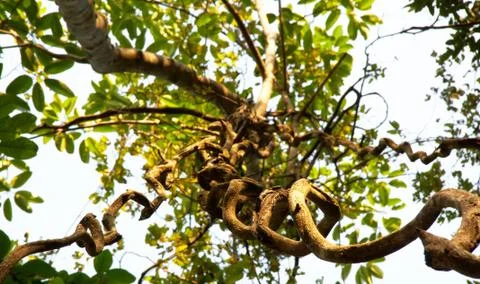Giant tree in the rain forest. Stock Photos