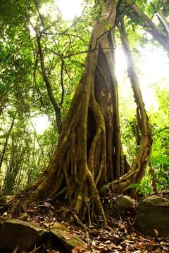 Giant tree in the rain forest. Stock Photos