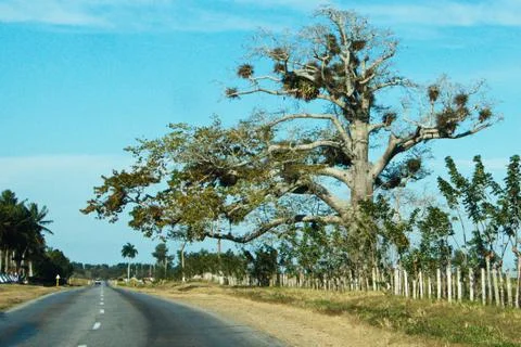 Giant tree at the road Stock Photos